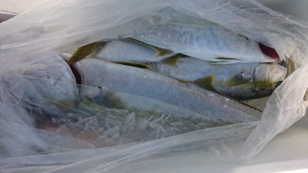 海龍丸（福岡） 釣果