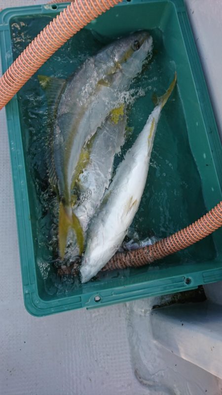 海龍丸（福岡） 釣果