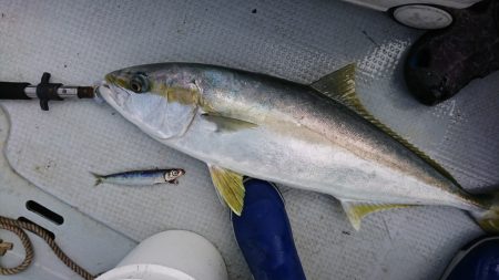 海龍丸（福岡） 釣果