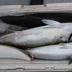 海龍丸（福岡） 釣果