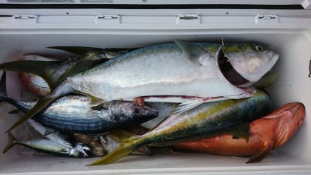 海龍丸（福岡） 釣果