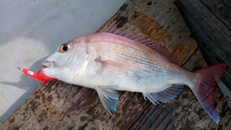 弘福丸 釣果