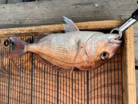 幸吉丸 釣果