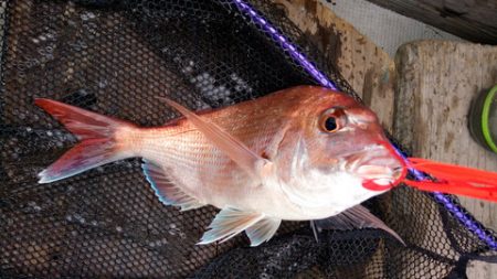 弘福丸 釣果