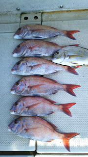 釣り舟　海竜 釣果