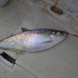 アジアマリンサービス 釣果