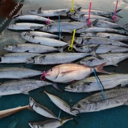 アジアマリンサービス 釣果