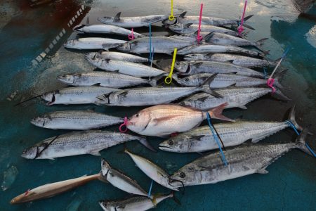 アジアマリンサービス 釣果