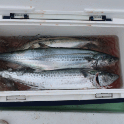 はらまる 釣果