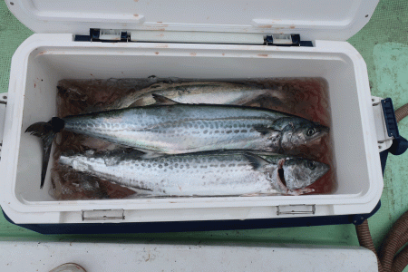 はらまる 釣果