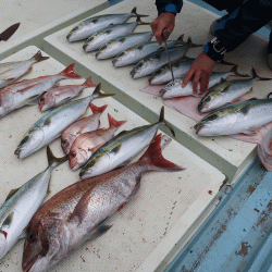 はらまる 釣果