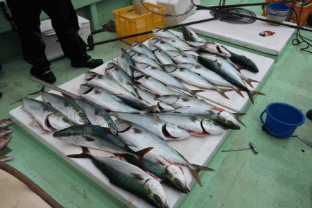 はらまる 釣果