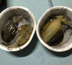 さぶろう丸 釣果