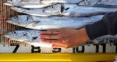 火遠理丸（ほおりまる） 釣果