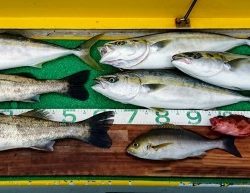 火遠理丸（ほおりまる） 釣果