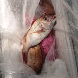 たかみ丸 釣果