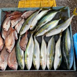 明神釣船 釣果