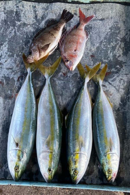 明神釣船 釣果