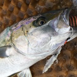 松鶴丸 釣果