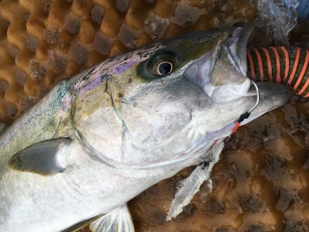 松鶴丸 釣果