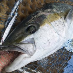 松鶴丸 釣果