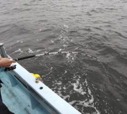 東京湾探釣隊ぼっち 釣果