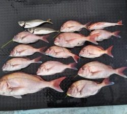 東京湾探釣隊ぼっち 釣果