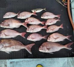 東京湾探釣隊ぼっち 釣果