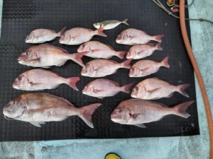 東京湾探釣隊ぼっち 釣果