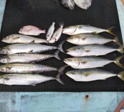 東京湾探釣隊ぼっち 釣果