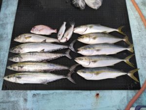 東京湾探釣隊ぼっち 釣果