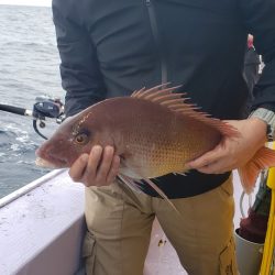 海龍丸（石川） 釣果