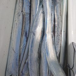 シースナイパー海龍 釣果