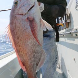 だて丸 釣果