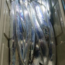 シースナイパー海龍 釣果