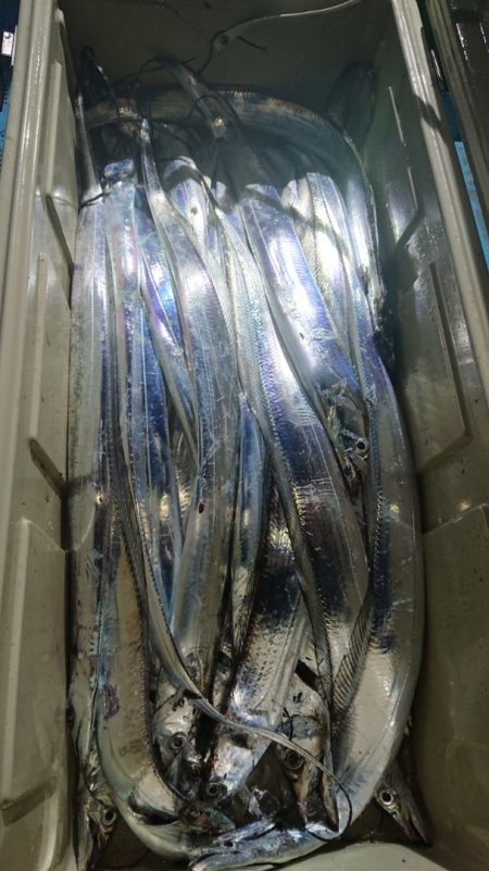 シースナイパー海龍 釣果