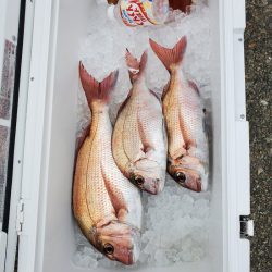 富士丸 釣果