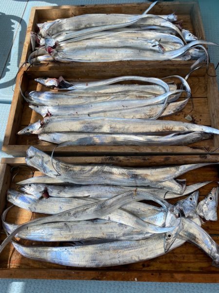 岡田釣船　八英丸 釣果