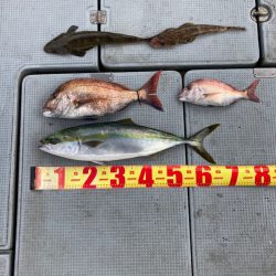 遊漁船高橋 釣果