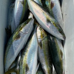 釣人家 釣果