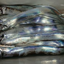 シースナイパー海龍 釣果