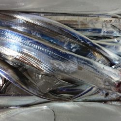 シースナイパー海龍 釣果