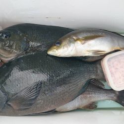 しば渡船 釣果