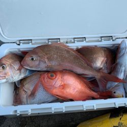 さくら丸 釣果