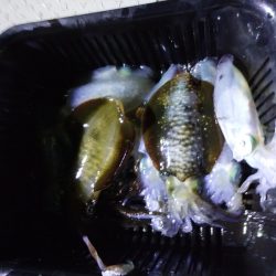 鷹王丸 釣果