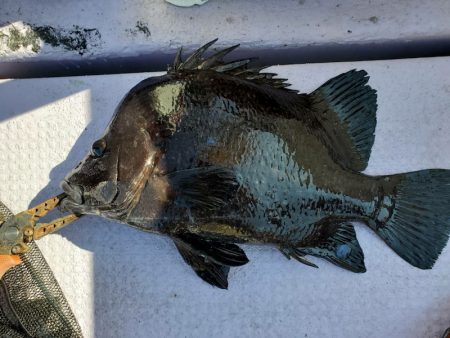 海龍丸（石川） 釣果