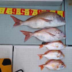 アマテラス 釣果