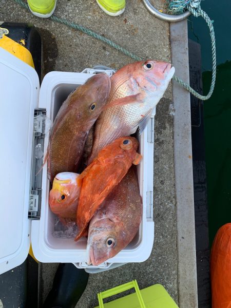 さくら丸 釣果