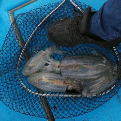 フィッシングガイド りょう 釣果