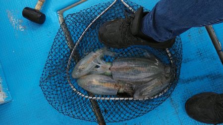 フィッシングガイド りょう 釣果